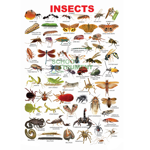Insects Charts, Zoology